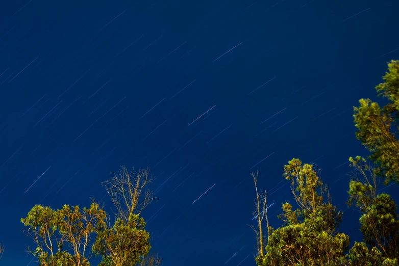 there are trees in the blue sky with stars