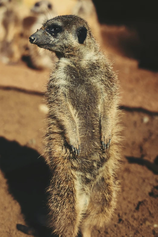 a close up of a very small animal with dirt around its face