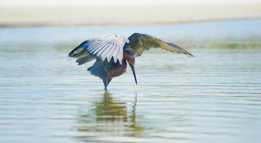 a bird with its wings extended is lifting it's wings