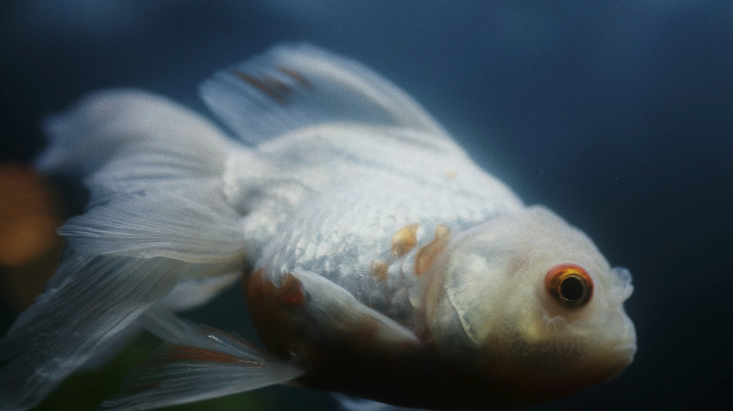 a very cute looking goldfish in an aquarium