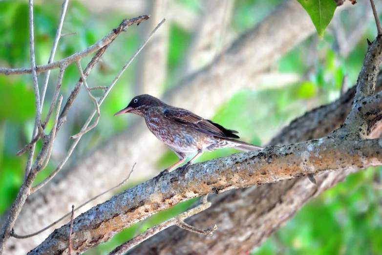 a small bird perched on the nch of a tree