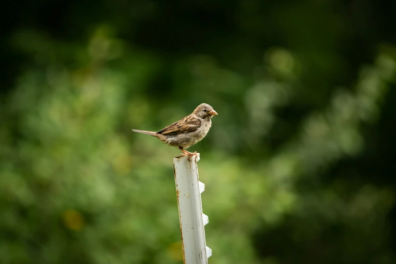 a small bird perched on top of a pole