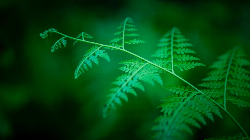 a very green fern with lots of leaves