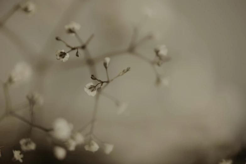 small white flowers growing from a tree nch