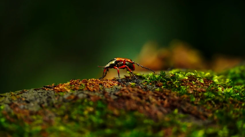 a little insect standing on top of a pile of moss