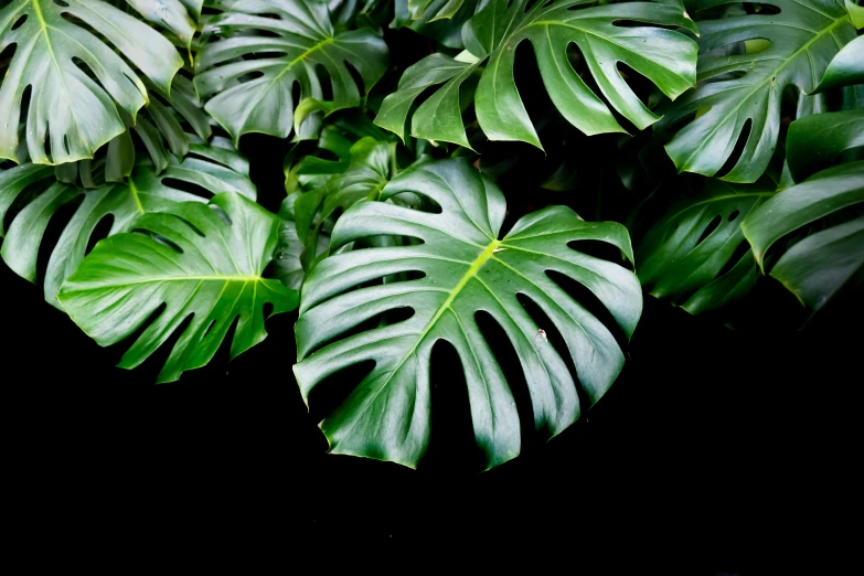 green leaves are arranged next to each other