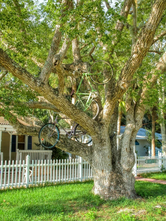 a home with a bicycle mounted on a tree