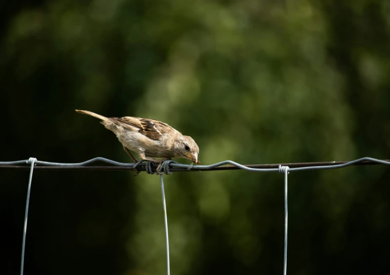 a bird is perched on top of a fence