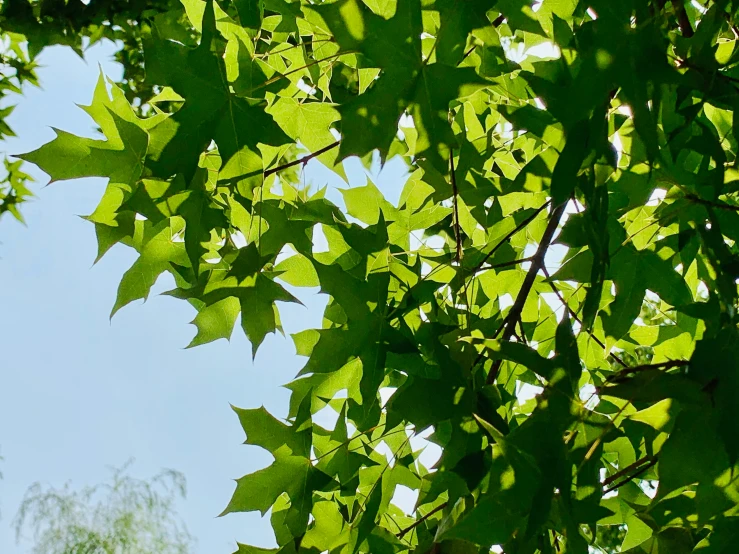 the leaves of a tree with blue skies in the background