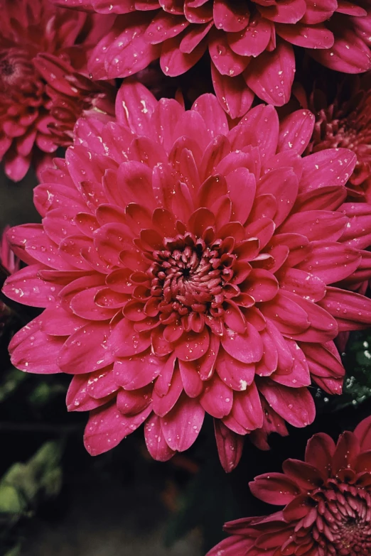 a big pink flower with lots of water drops