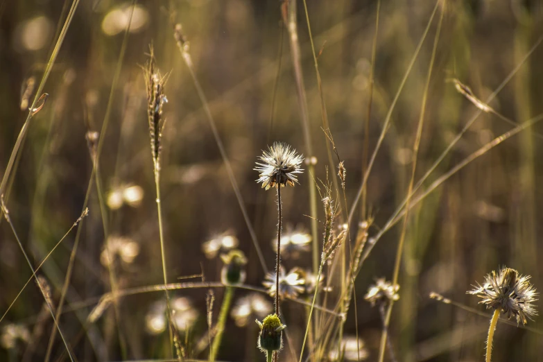 an image of plants in the grass that is fading