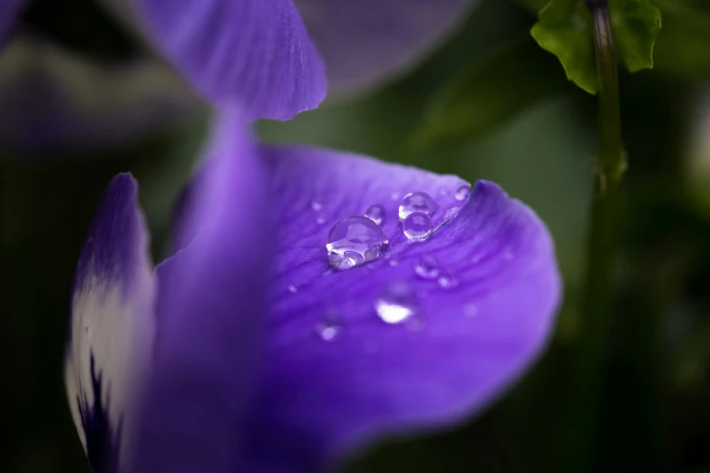 purple flowers with water drops on them