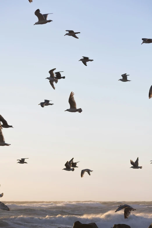 a bunch of birds that are flying over the ocean