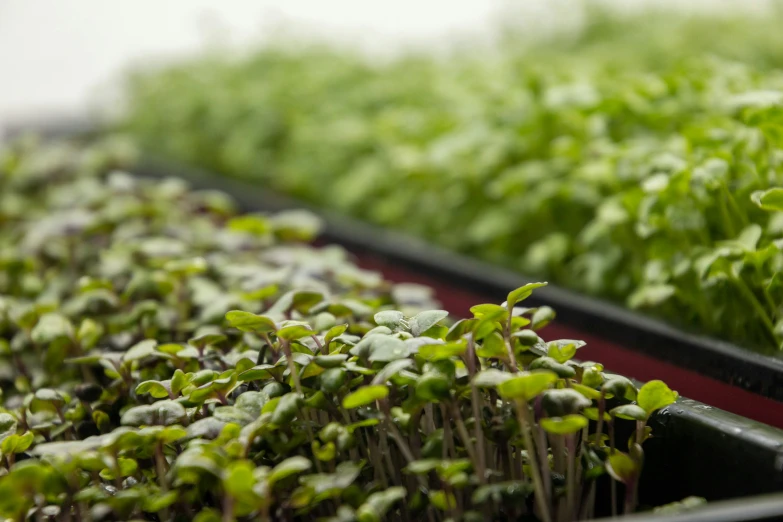 plants are sprouting through the soil on trays