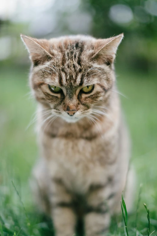 a cat looking up while standing in the grass