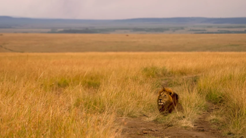 a lion sitting in the grass on a dirt path