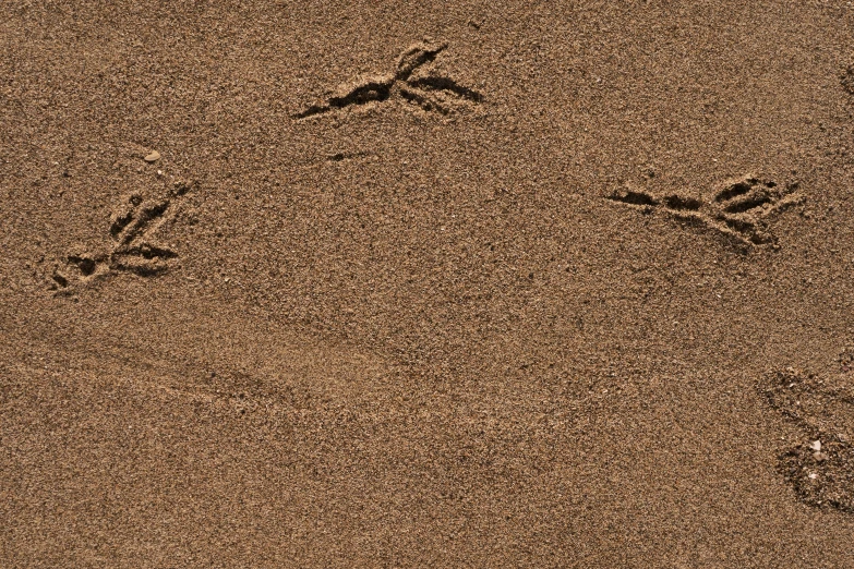 a picture of animal tracks in the sand