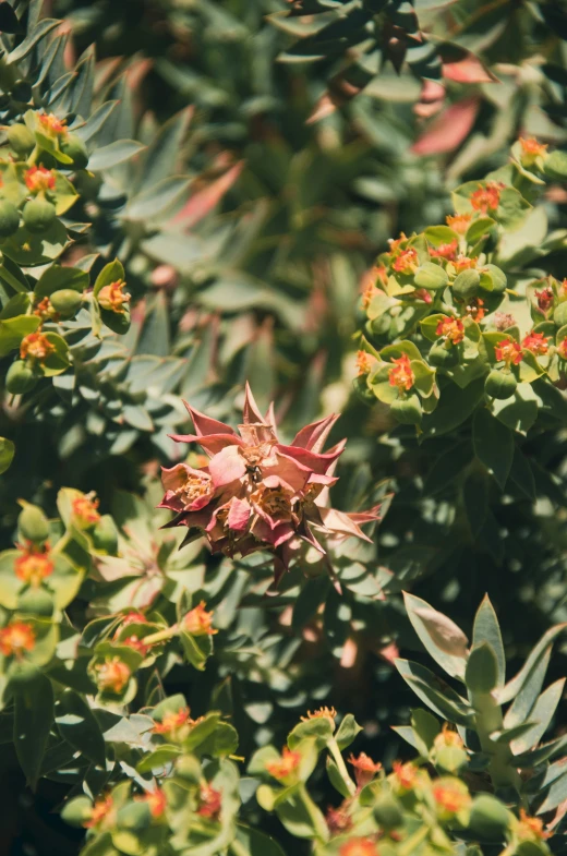 a plant has a very bright pink flower on it