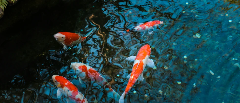 fish swimming in a pond surrounded by water bubbles