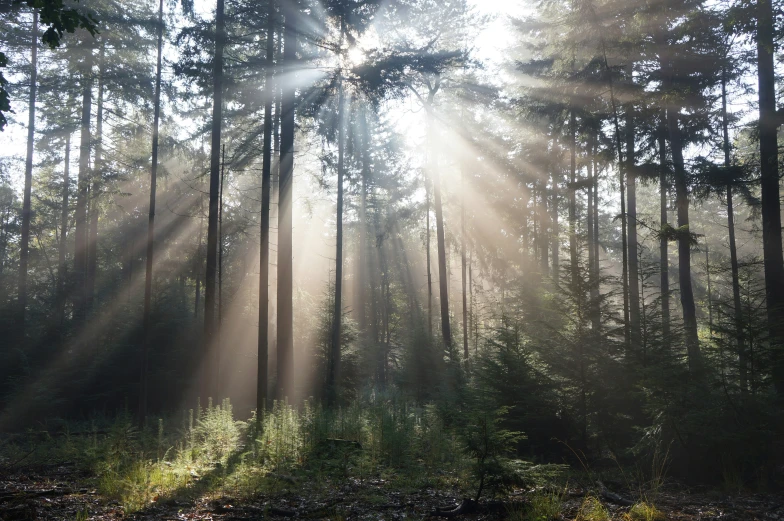 a forest of trees with bright beams of sunlight coming through the nches