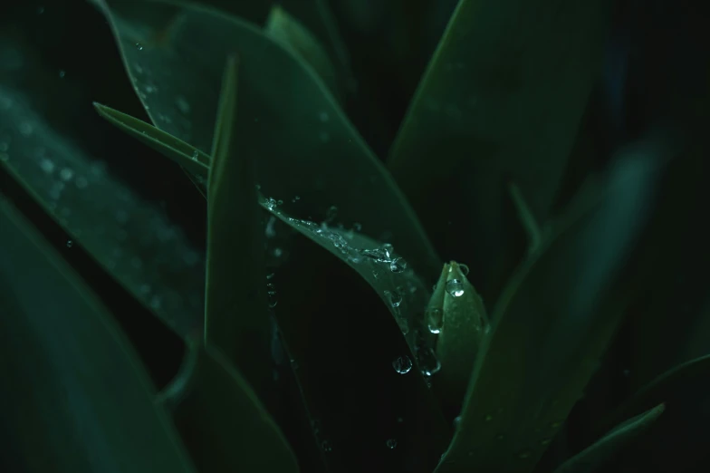 dew on leaves of the plant outside