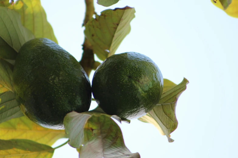 two large green avocados hanging on the tree