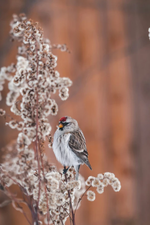 bird perched on nch with large leaves and brown background