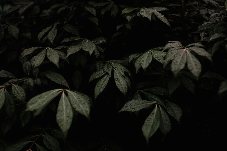 many leaves on the plant in the dark