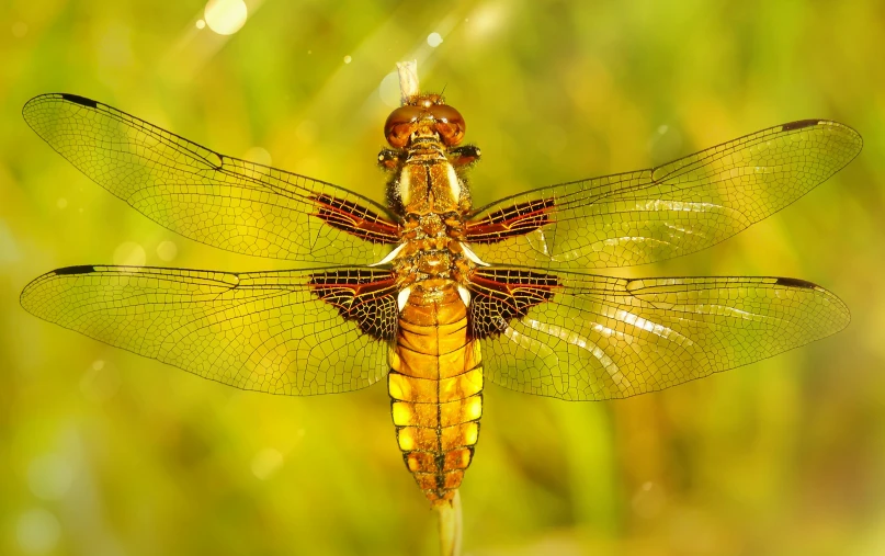 a golden dragonfly sitting on top of a plant