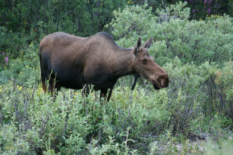 an moose that is standing in the bushes