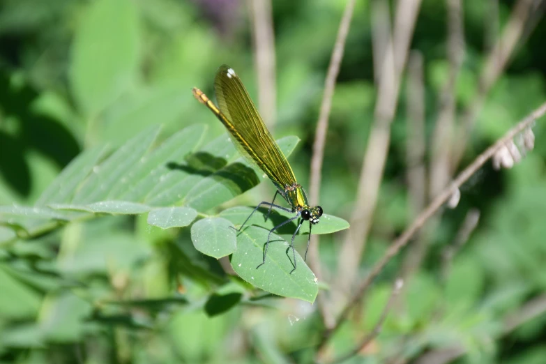 a yellow and black dragonfly rests on some leaves