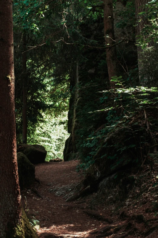 the path through the forest has a tree on each side