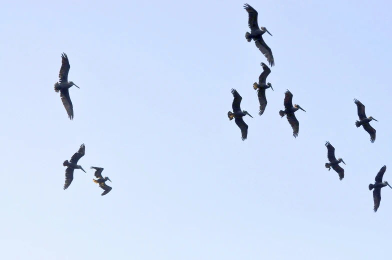 a flock of birds flying in the air with one bird in the distance