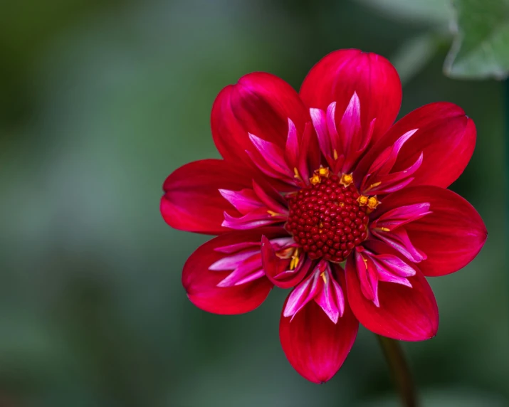 a very pretty red flower with green leaves