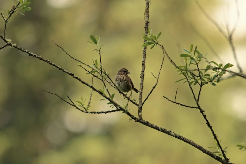 a small bird sitting on top of a tree nch