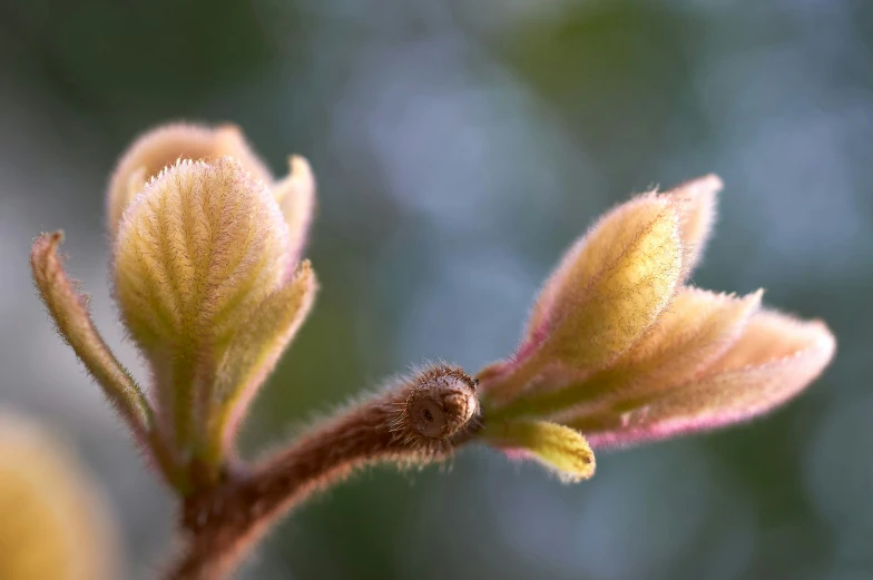 this is the small bud of a flower