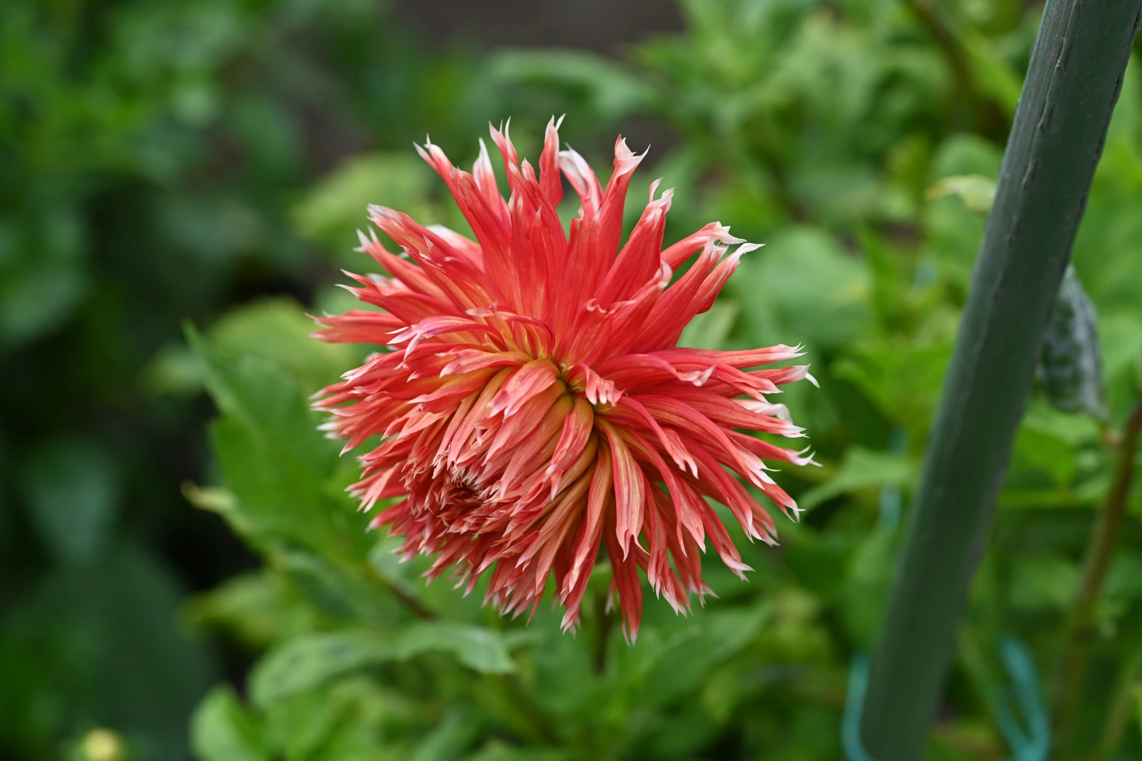 a large flower with very pretty red petals