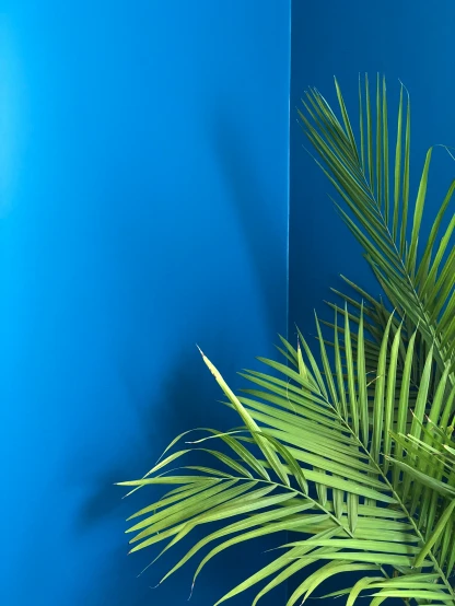 a plant is shown with bright blue background