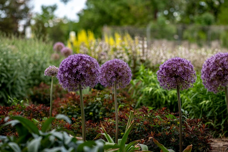 purple flowers in a park area surrounded by lush green plants