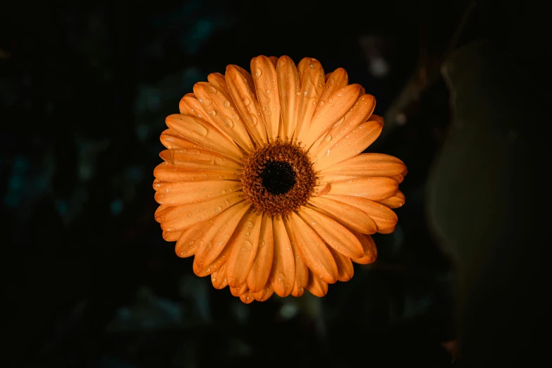 an orange flower that is in the dark