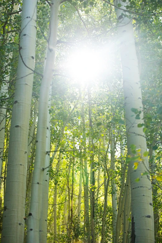 the sun is shining through the trees in the woods