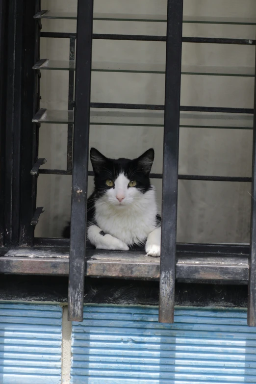 a black and white cat sitting on top of a balcony