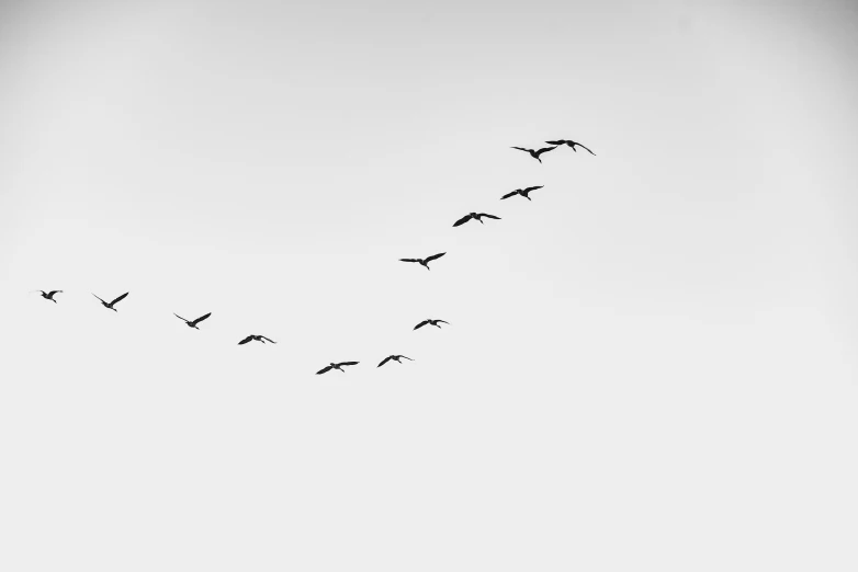 a flock of birds is flying across the sky