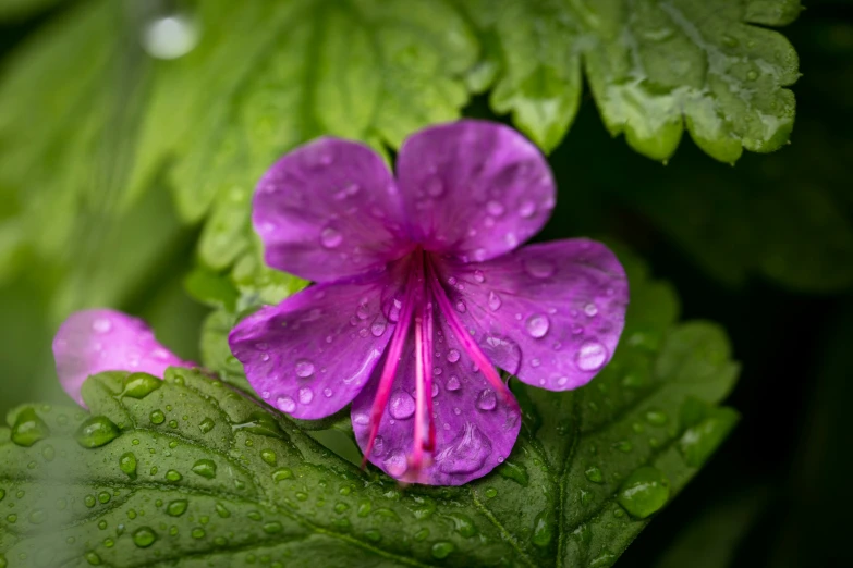 a purple flower with rain drops on it