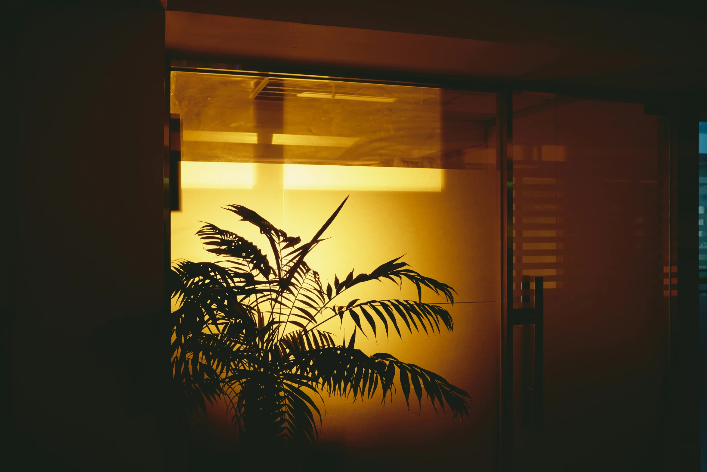 a plant is silhouetted against a window with light coming in