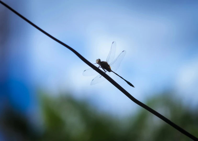 an insect is on some electric wire with blurry trees in the background