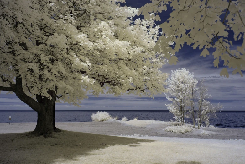 there is a tree near the water on the beach