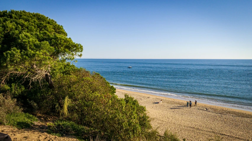 people on the beach near the water by the trees