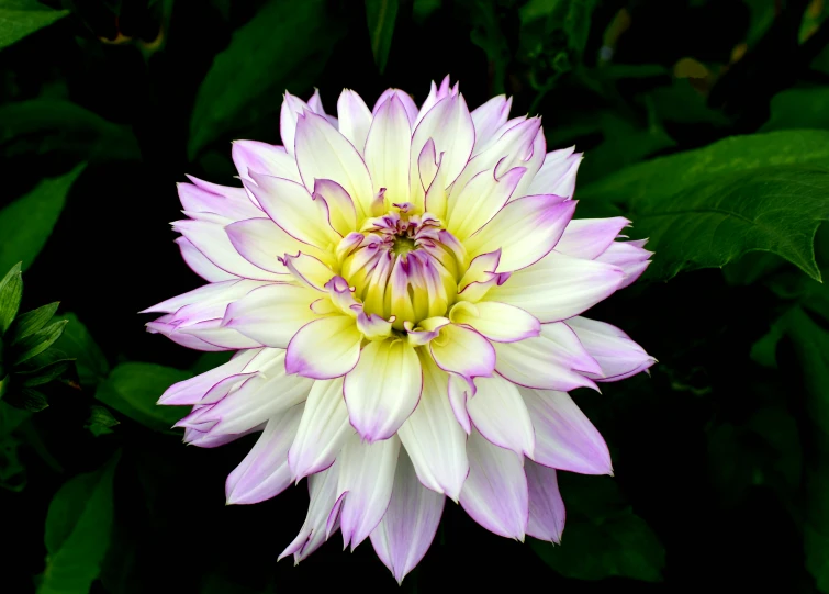 an overhead s of a purple flower with bright white tips