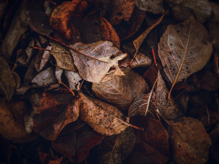 brown leaves are lying in the dirt